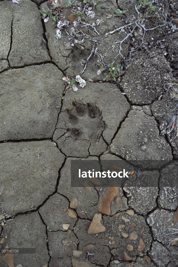 Pistas del lobo (Canis lupus) en barro seco, América del norte