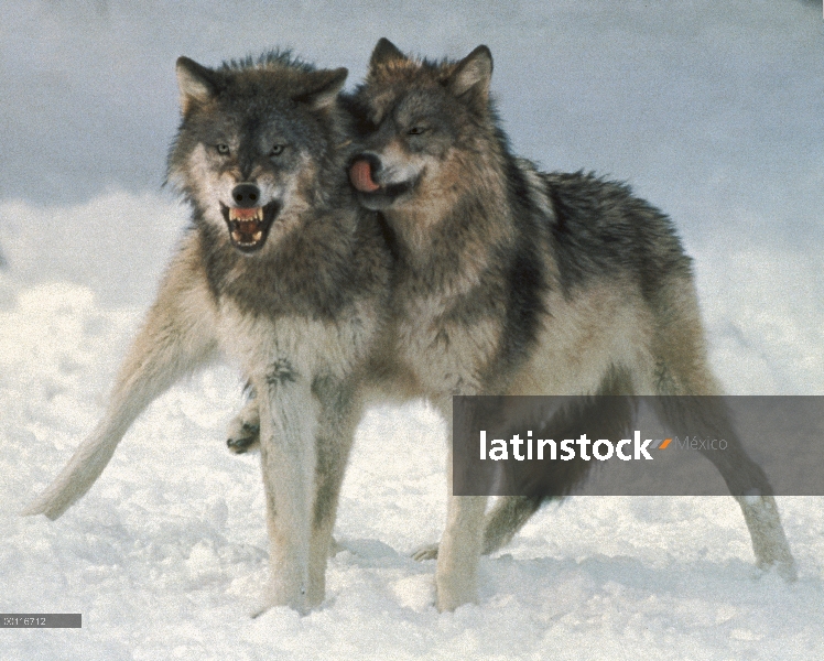 Lobo (lupus de Canis) Mostrar dominación a sumiso lobo, América del norte