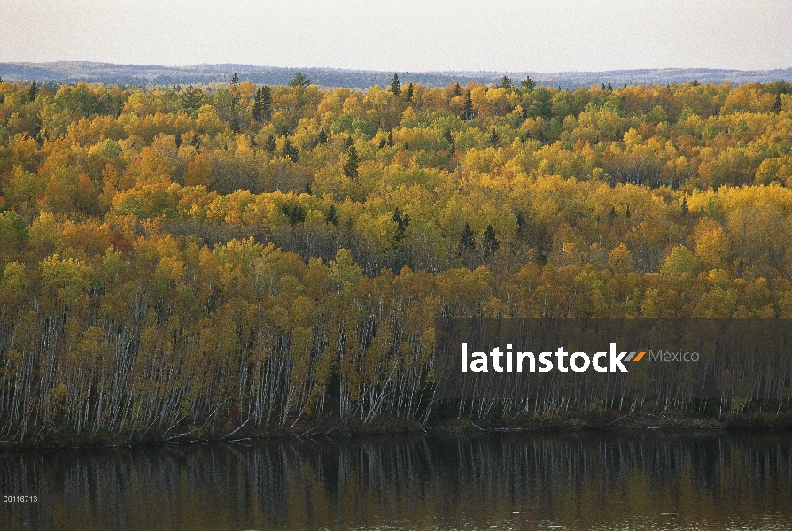 Abedules (Betula sp) en otoño de color a lo largo de la orilla del lago, Minnesota