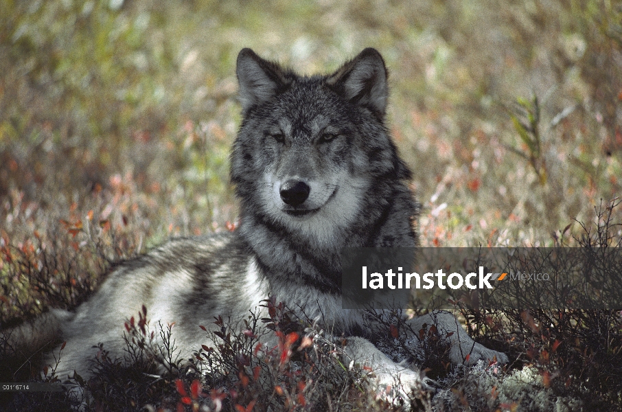 Lobo (lupus de Canis) descansando en la sombra, Minnesota