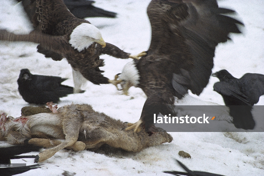 Águila calva (Haliaeetus leucocephalus) atacando a otra águila y luchando con Raven común (corax de 