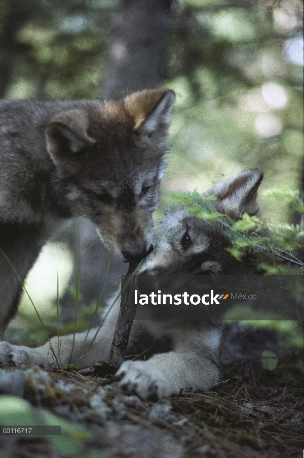 Cachorros de lobo (Canis lupus) jugando con un palo en el bosque, Minnesota