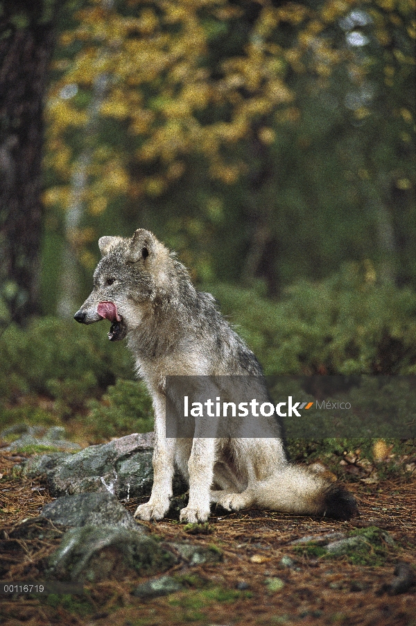 Lobo (lupus de Canis) lamiendo sus labios, Minnesota