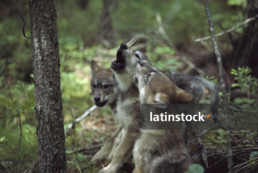 Trío de cachorro de lobo (Canis lupus) grito, Minnesota