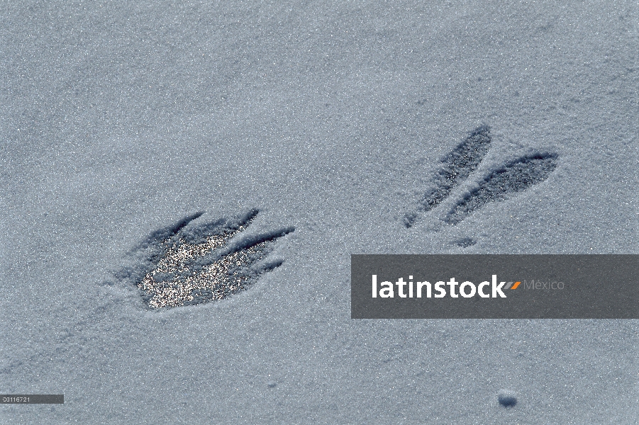 Pistas de lobo (Canis lupus) y el conejo en la nieve, Minnesota