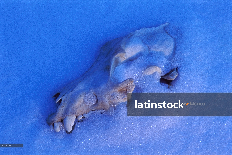 Cráneo de lobo (Canis lupus) en la nieve, Minnesota