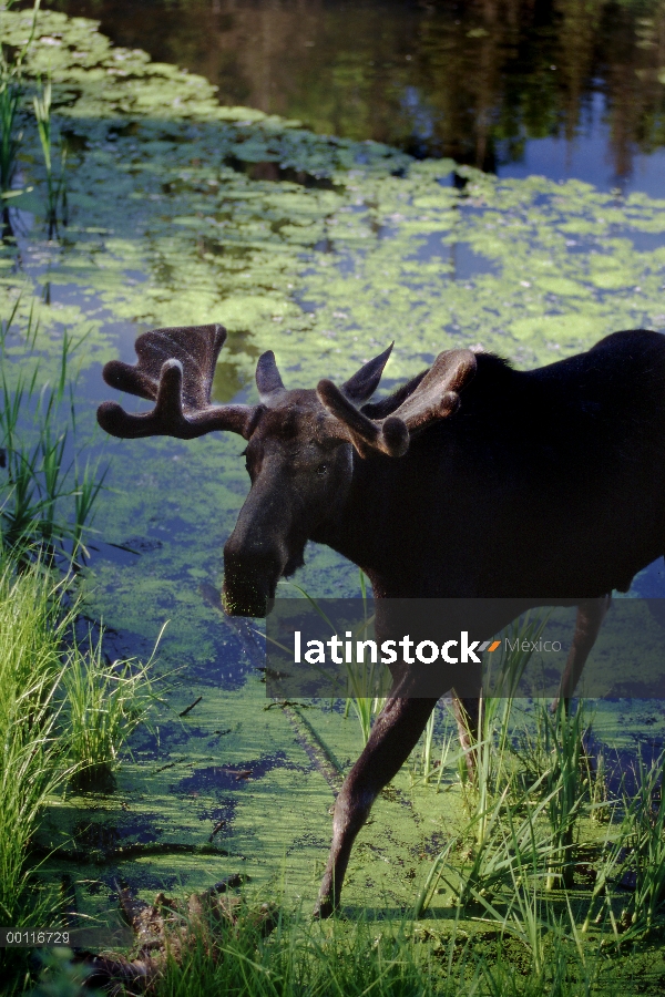 Alces (Alces alces andersoni) bull en estanque, Minnesota