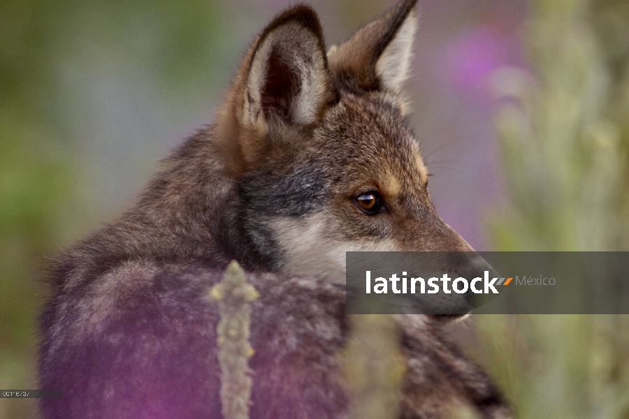 Cachorro de lobo (Canis lupus), mirando hacia atrás sobre su hombro, América del norte