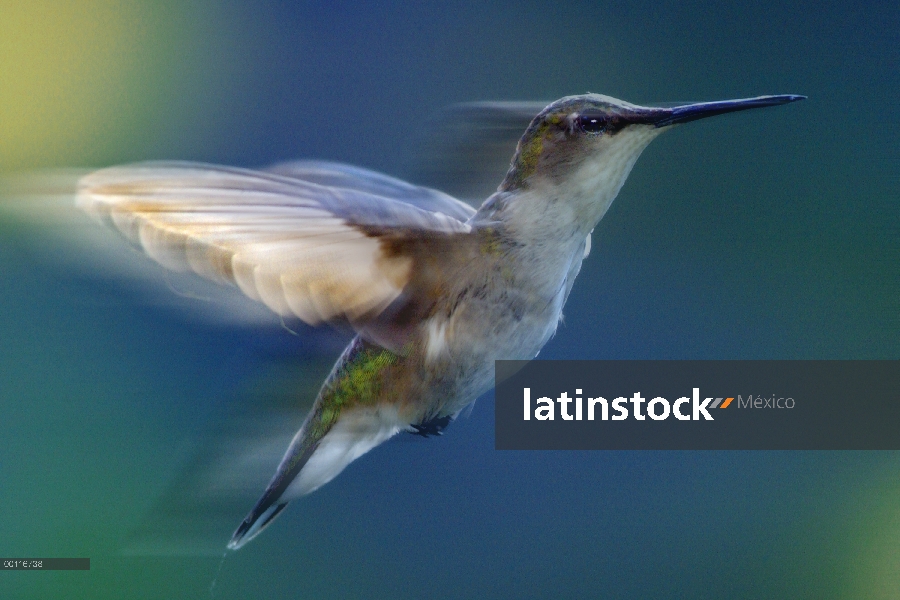 Colibrí de garganta Rubí (Archilochus colubris) mujer volando, América del norte