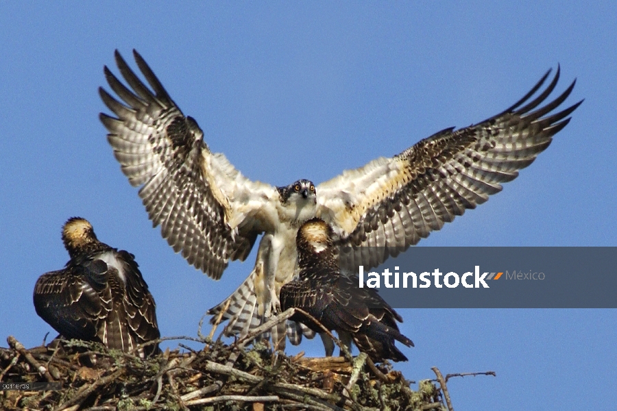 Padre de águila pescadora (Pandion haliaetus) en el nido con dos polluelos, América del norte