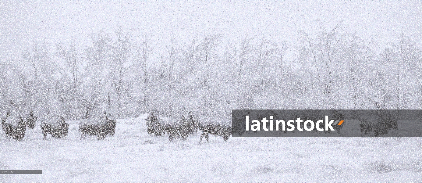 Manada de bisonte americano (bisonte del bisonte) en tormenta de nieve, América del norte