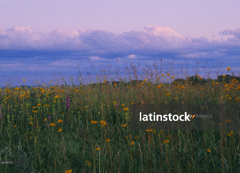 Flores de la pradera bajo reuniendo nubes, Blue Mounds State Park, Minnesota