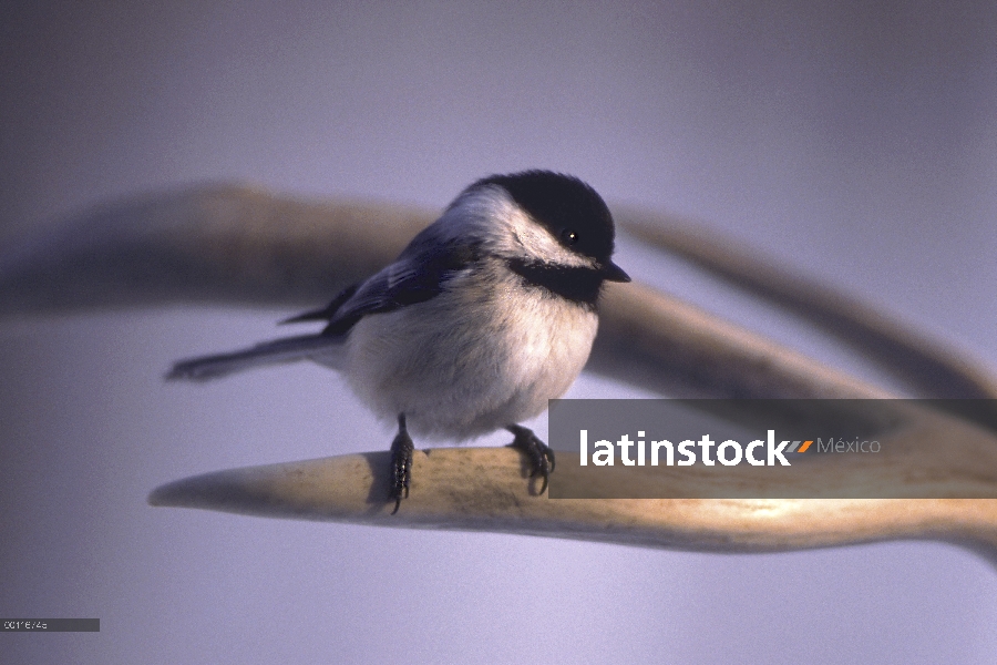 Carbonero (Poecile atricapillus) percha en asta de ciervo, Minnesota