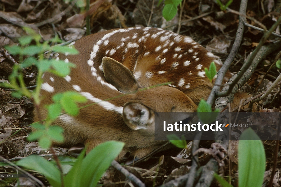 Cervatillo de venado de cola blanca (Odocoileus virginianus), acurrucado en el suelo del bosque, Min