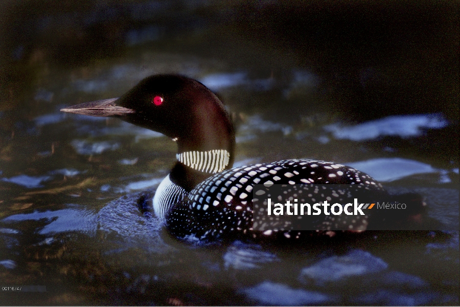 Común Loon (Gavia immer) en la fase de verano oscuro, Minnesota