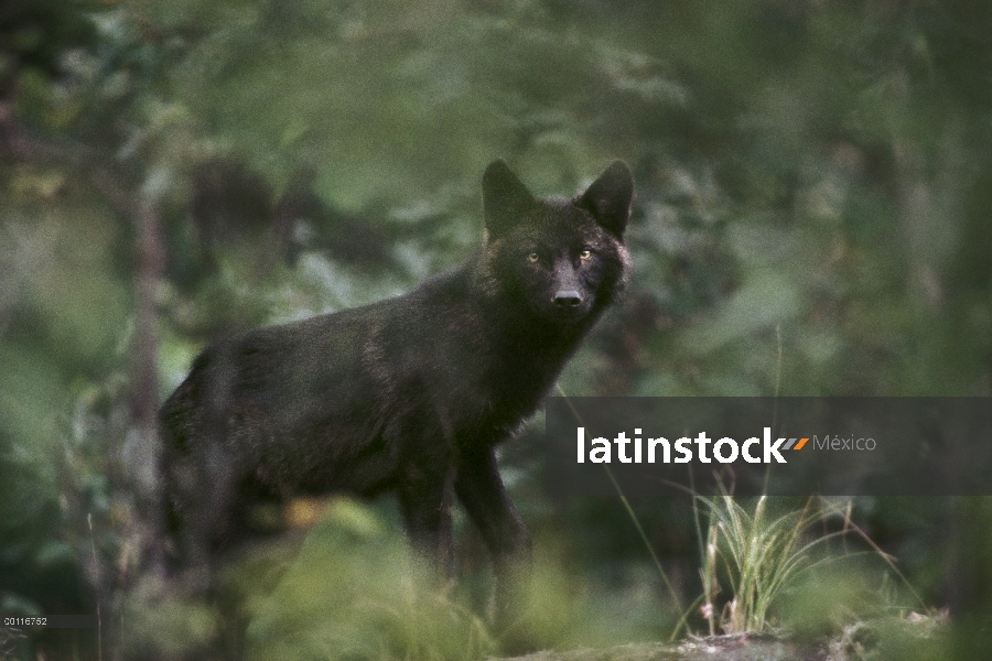 Morph de lobo (Canis lupus) negro a través de follaje, América del norte