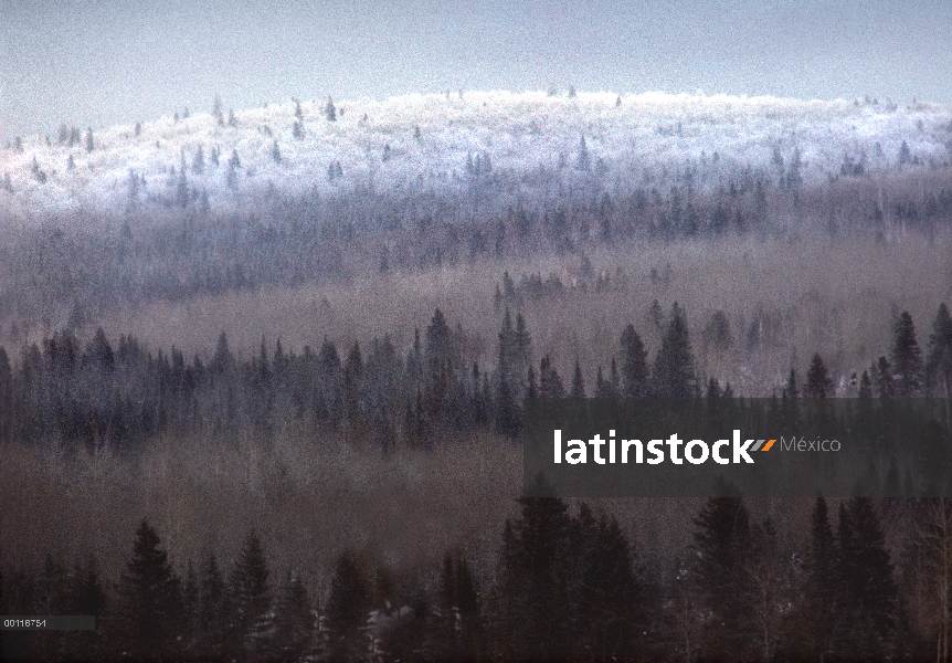 Frost-colina de bosque boreal, límite aguas canoa zona desierto, Minnesota