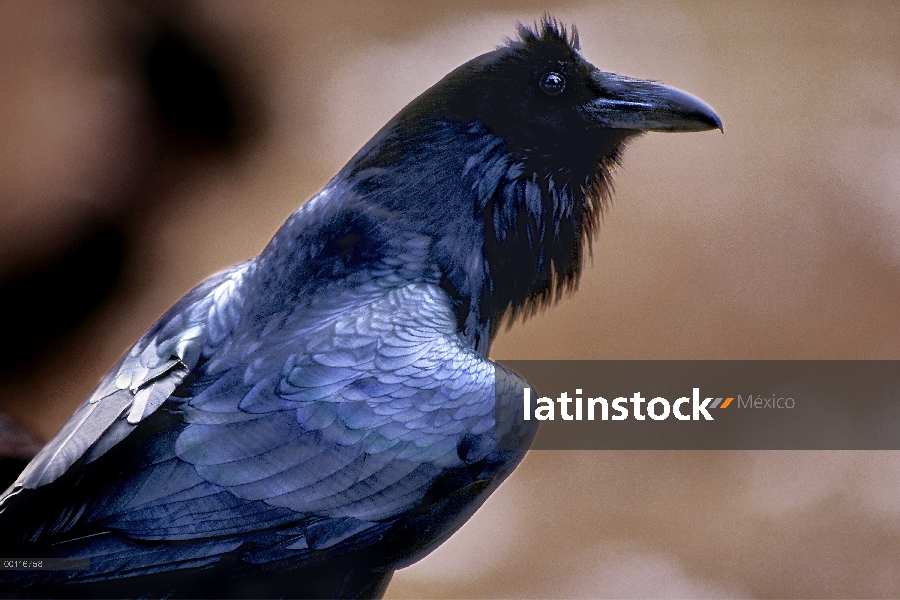 Cuervo común (Corvus corax) con plumas de color negro azulados iridiscentes, Minnesota