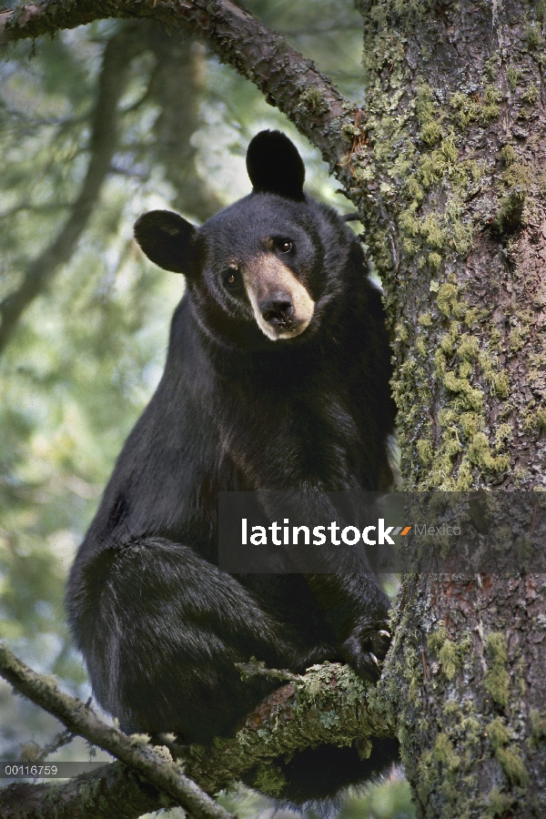 Oso negro (Ursus americanus) en árbol, Judd Creek, Northwoods, Minnesota