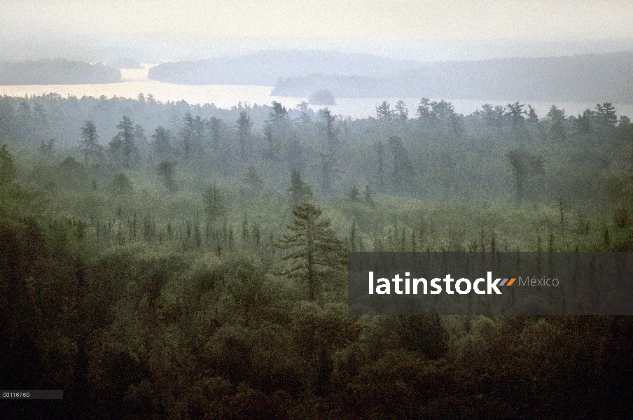 Brumosos bosques boreales, límite aguas canoa zona desierto, Minnesota