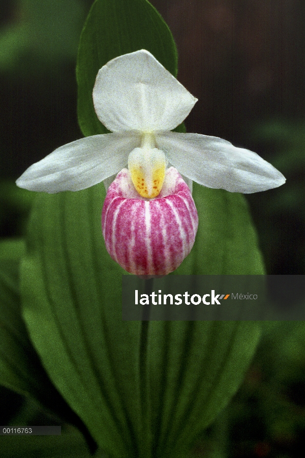 Orquídeas zapatilla de Dama (Cypripedium sp), Minnesota