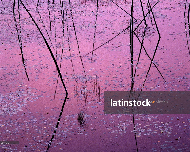 Almohadillas de lirio al amanecer, Northwoods, Minnesota