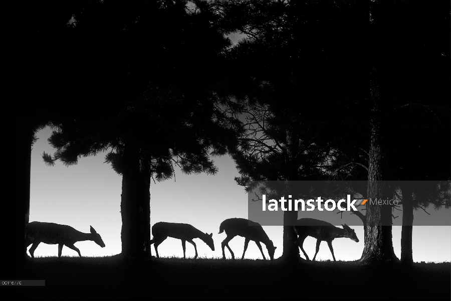 Venado de cola blanca (Odocoileus virginianus) grupo de pastoreo a lo largo de la colina, Northwoods