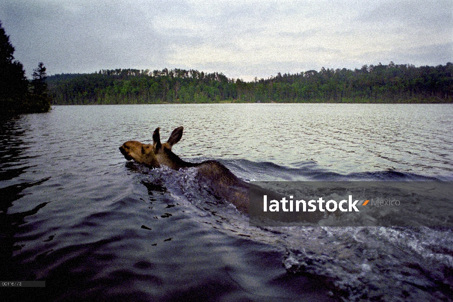 Mujer de alces (Alces alces andersoni), nadar a través lago, Minnesota Northwoods