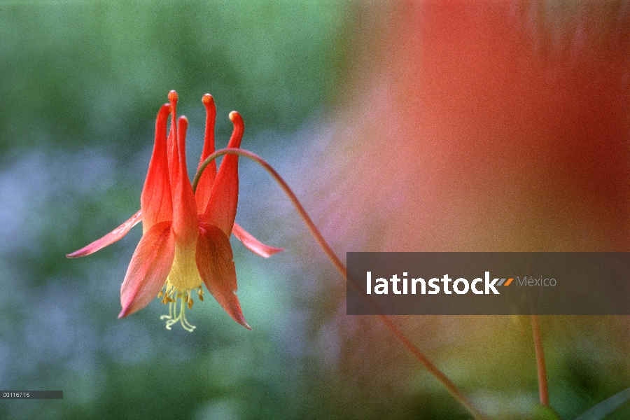 Flor silvestre de Columbine (Aquilegia canadensis), Northwoods, Minnesota