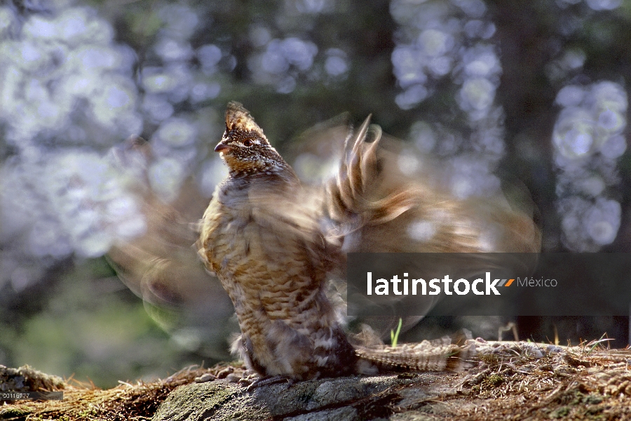 Rufo Grouse (Bonasa umbellus) tambores, Northwoods, Minnesota