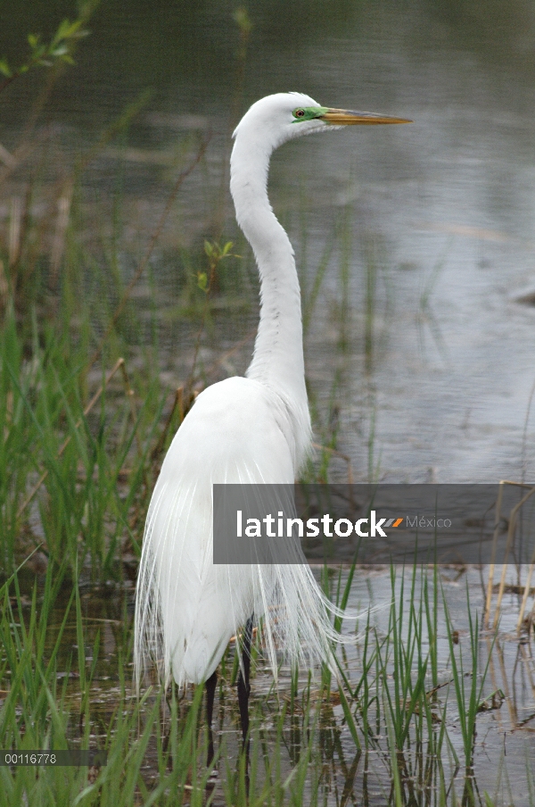 Garceta Blanca (Egretta thula) en humedales, Northwoods, Minnesota