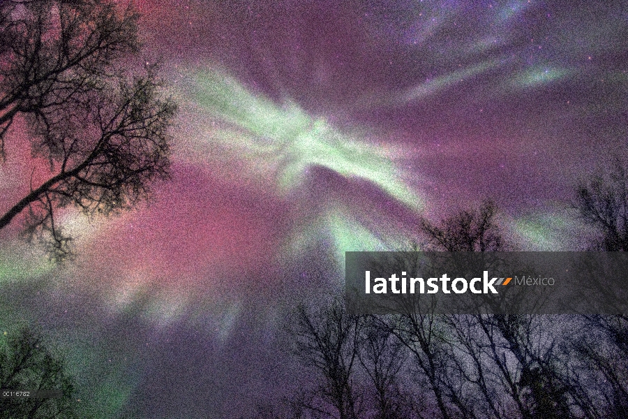 Aurora Boreal, Northwoods, Minnesota