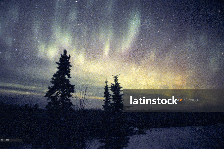 Aurora Boreal, Northwoods, Minnesota