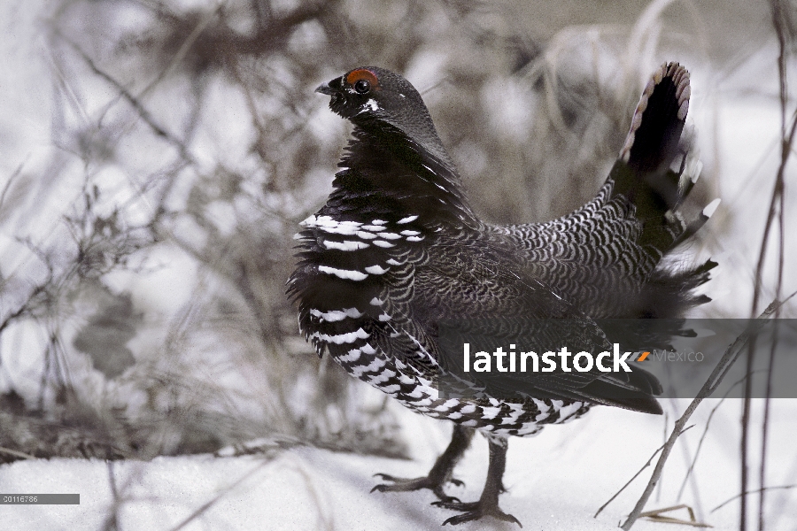 Spruce Grouse (Falcipennis canadensis) hombre de nieve, Northwoods, Minnesota