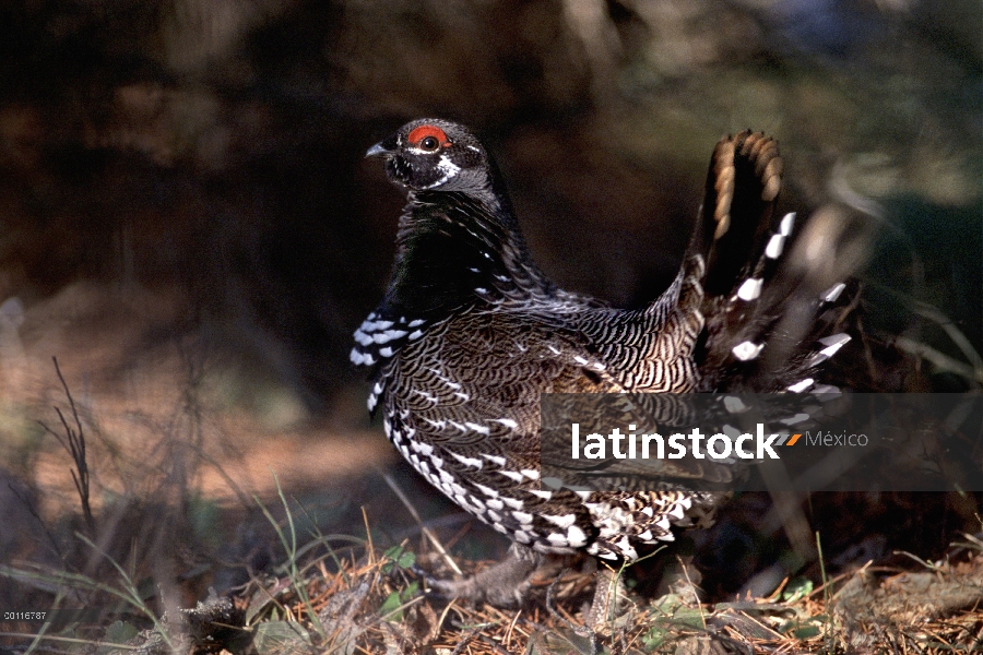 Spruce Grouse (Falcipennis canadensis) hombre, Northwoods, Minnesota