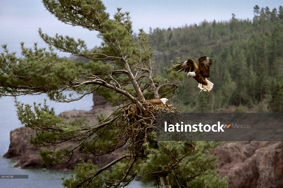 Águila calva (Haliaeetus leucocephalus) traer pescado para aparearse en el nido, Northwoods, Minneso