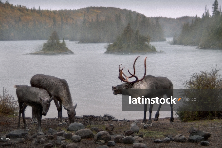 Bosque de caribú (Rangifer tarandus caribou) Toro bramando en dos hembras a orilla del lago, Minneso