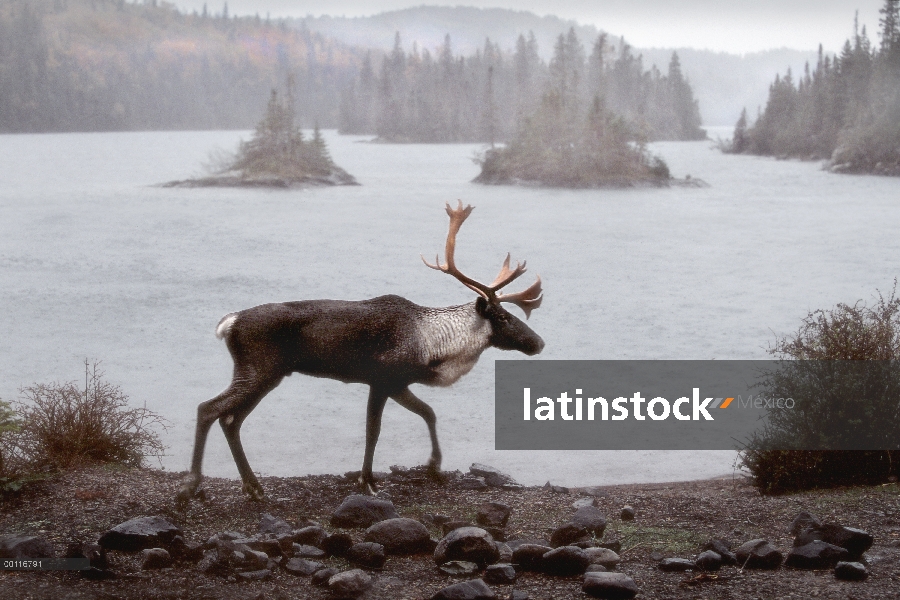 Bosque de caribú (Rangifer tarandus caribou) Toro caminando a orillas del lago bajo la lluvia, North