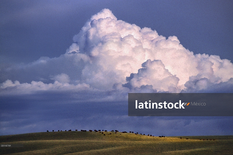 Bisonte americano (bisonte del bisonte) manada de pradera con grandes cúmulos en el cielo, América d