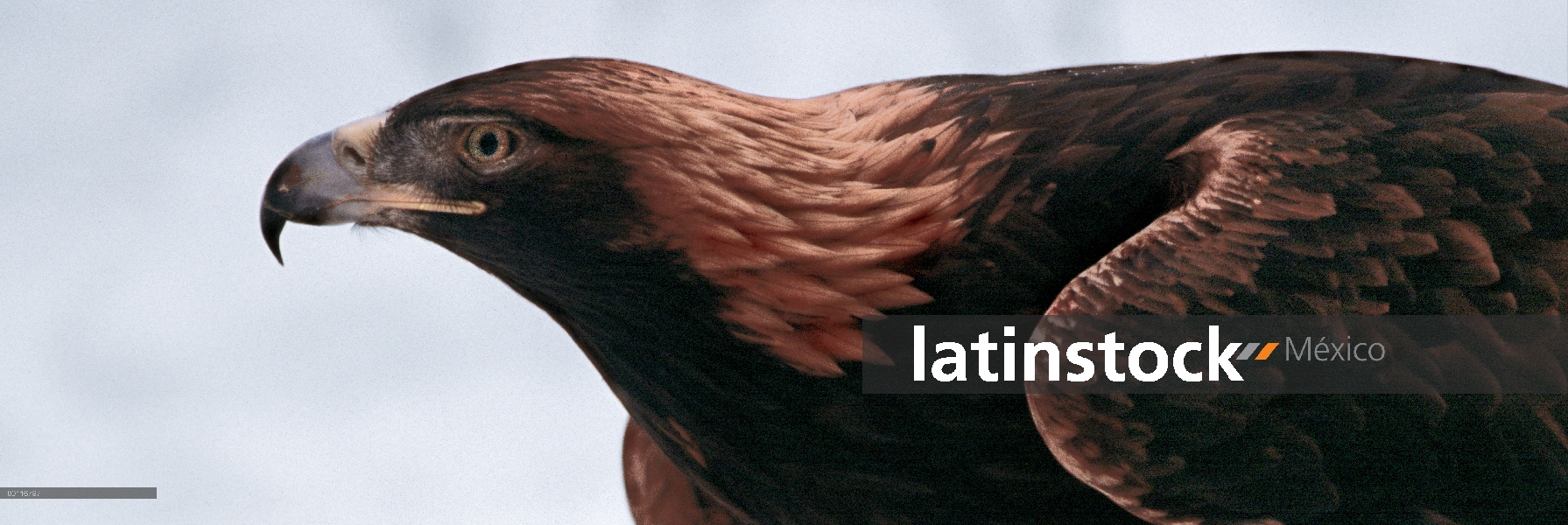 Retrato de águila real (Aquila chrysaetos), América del norte