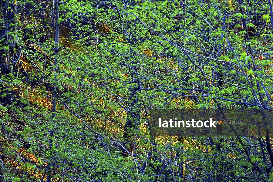 Bosque de la primavera, Minnesota