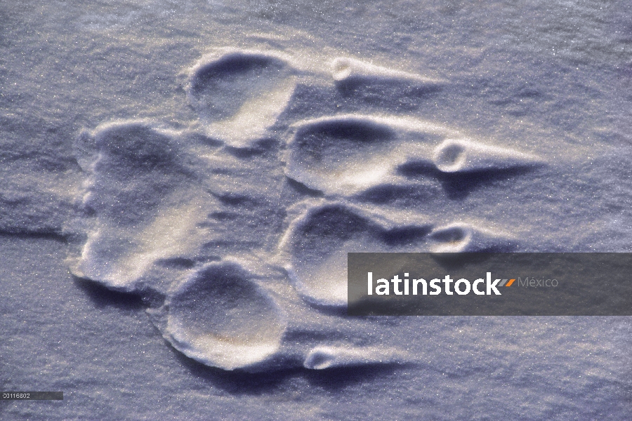 Pista de lobo (Canis lupus) en nieve, Minnesota