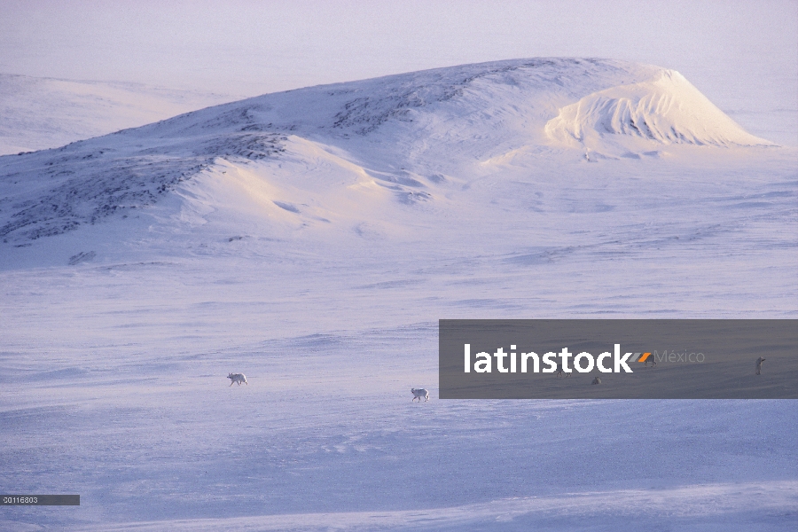 Valle de la cruce del paquete de lobo Ártico (Canis lupus), isla de Ellesmere, Nunavut, Canadá