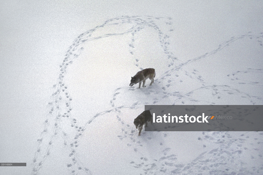 Par de lobo (Canis lupus) en nieve, Minnesota