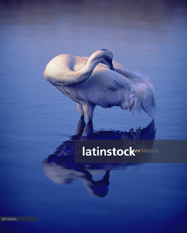 Grúa de ferina (Grus americana) acicalarse en aguas poco profundas, Wisconsin