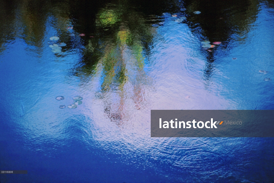 Reflejo de árboles en estanque de Lindsey con cojines del lirio, límite aguas canoa zona desierto, M