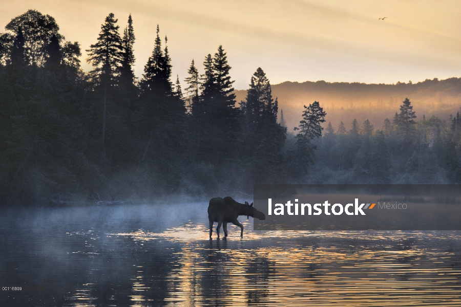 Mujer de alces (Alces alces andersoni) vadeando a través del agua, el Parque Nacional Isle Royale, M