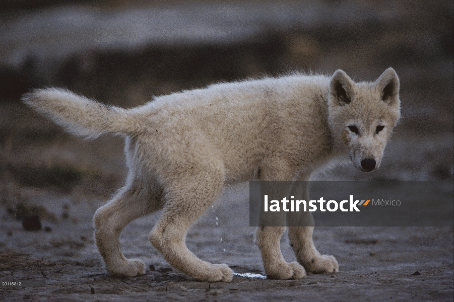 Cachorro de lobo Ártico (Canis lupus), isla de Ellesmere, Nunavut, Canadá