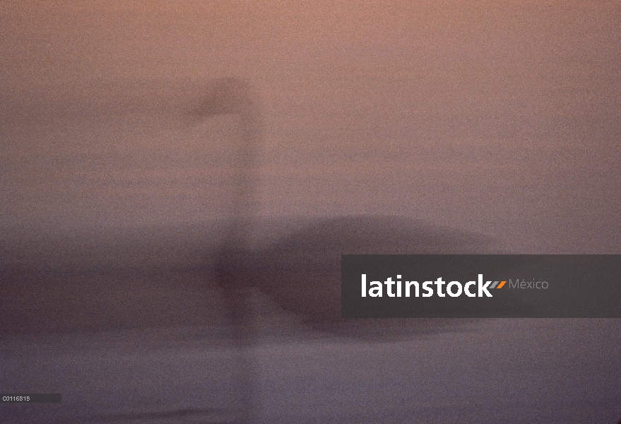 Cisne Trompetero (Cygnus buccinator) silueta en la niebla, Minnesota