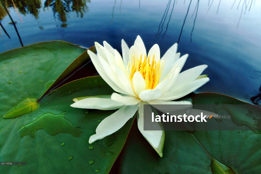 Agua (Nymphaea sp) lirio de estanque, límite aguas canoa zona desierto, Minnesota